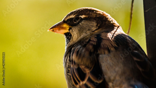red tailed hawk