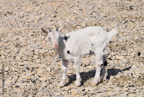 Young goat on stony Ground