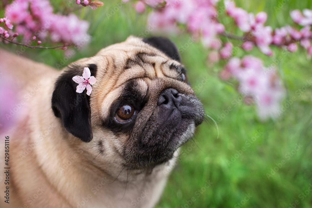 dog against the background of a blossoming pink tree in April