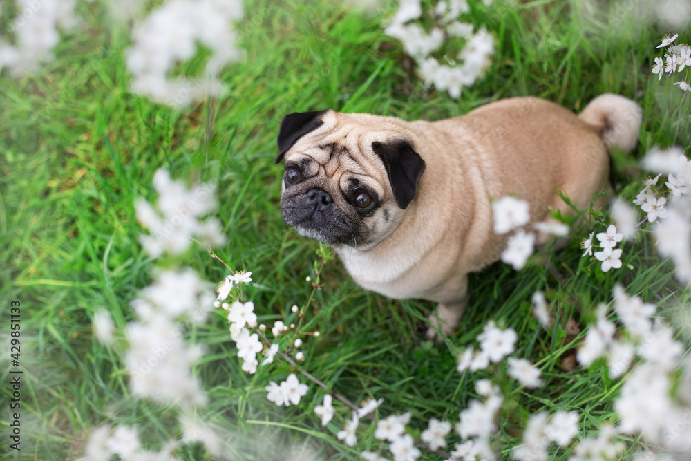 Pug sitting in spring blossom tree Pug sitting in spring blossom tree