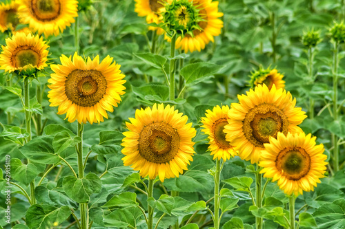 Bright yellow sunflower field in summer day.