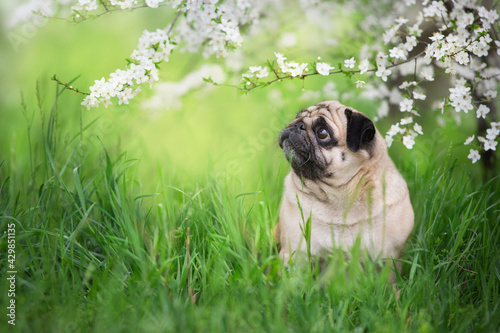 pug dog on green grass
