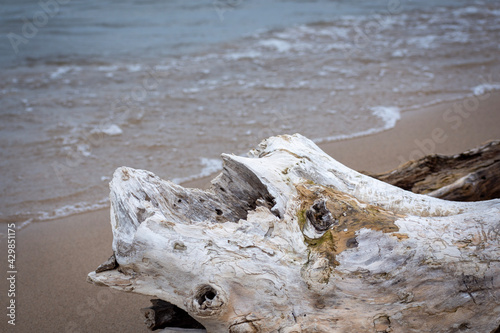 driftwood on the beach