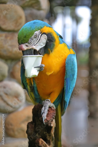 blue and yellow macaw