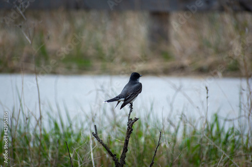 crow on the water