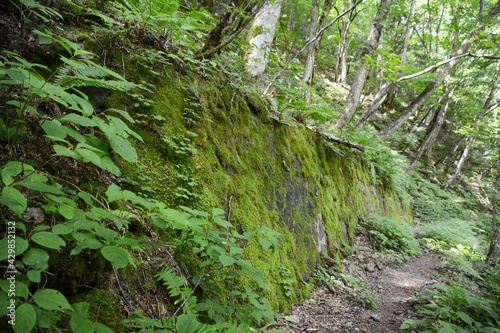 北アルプスの徳本峠の森の中、明治時代も使われていたクラシックルートの初夏の新緑の登山道沿い、苔生した緑色の岩壁。