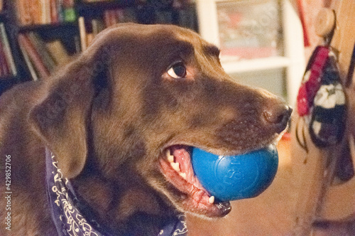 portrait of a dog