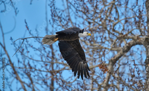 Bald eagle (Haliaeetus leucocephalus) delivers nest material, Calgary, Carburn Park, Alberta, Canada
