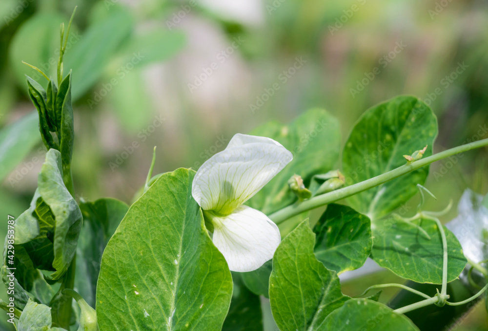 Obraz premium エンドウの花