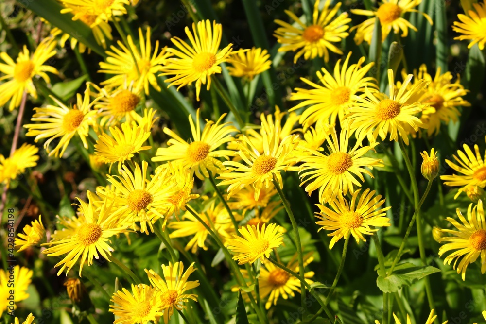 gelbe Blumen im Frühling gelbe Blumen im Frühling