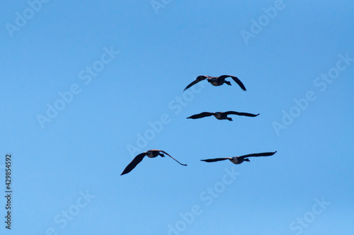 birds in flight