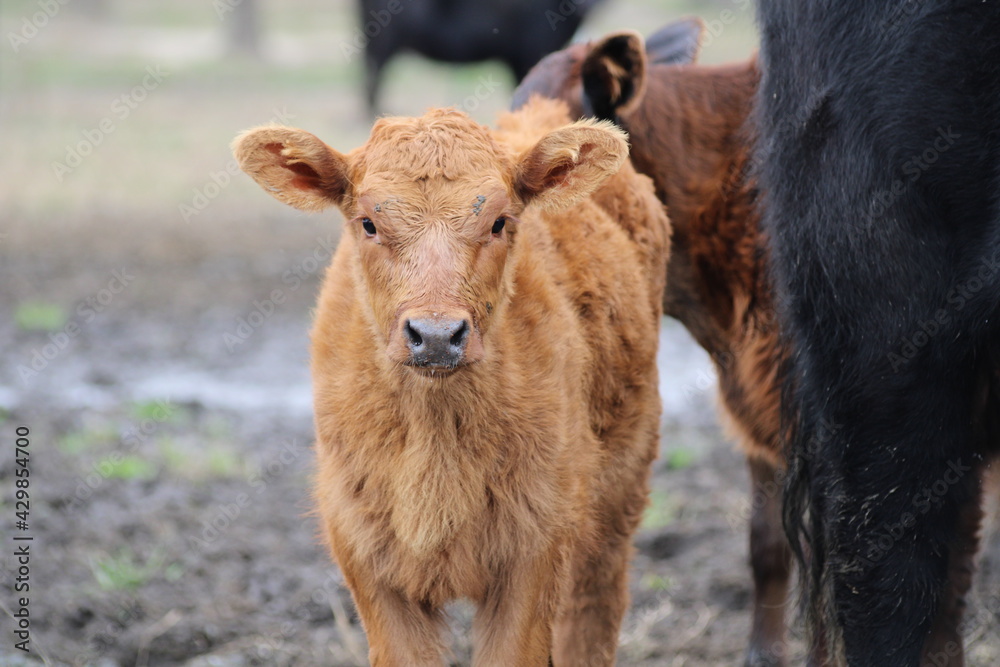 brown calf 2