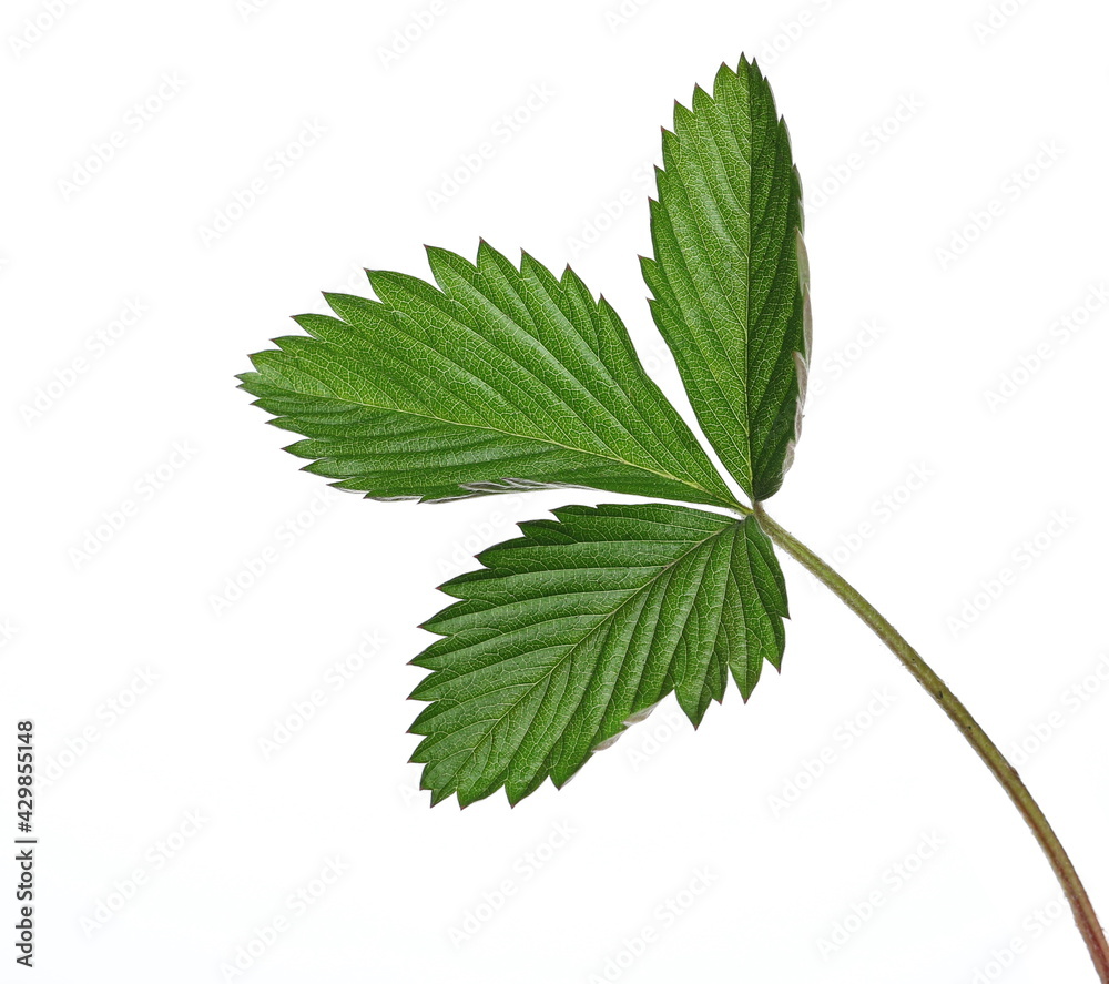 Wild strawberry leaf isolated on white background Wild strawberry leaf isolated on white background