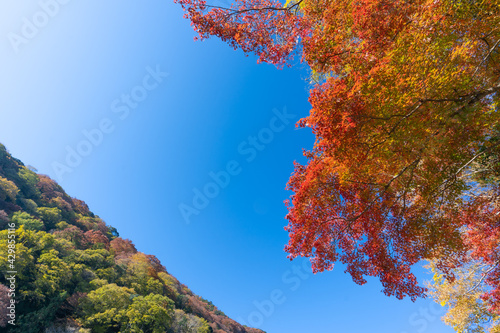 紅葉・京都