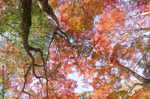 紅葉・京都