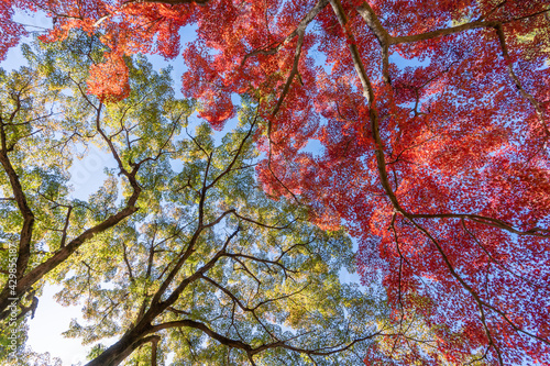 紅葉・京都