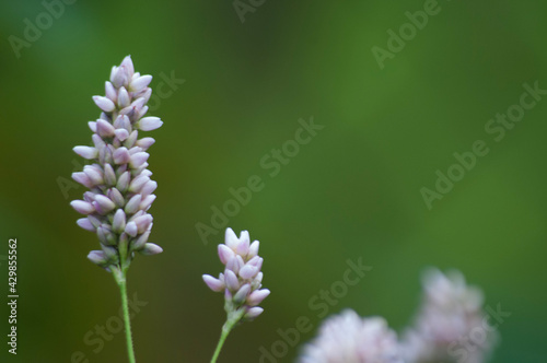 close up of a flower