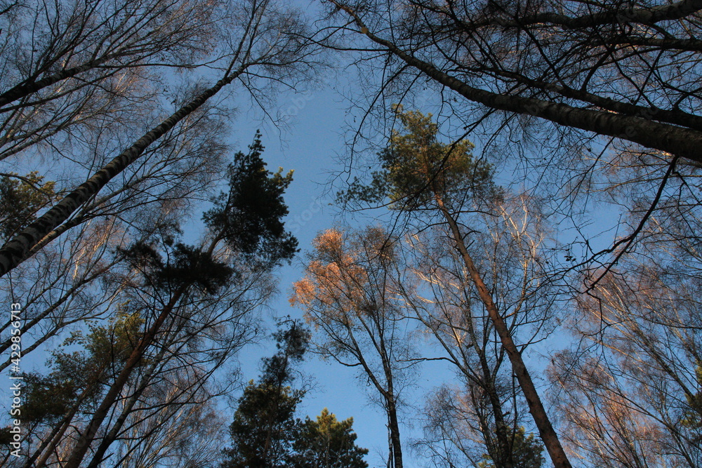 Obraz premium trees and sky