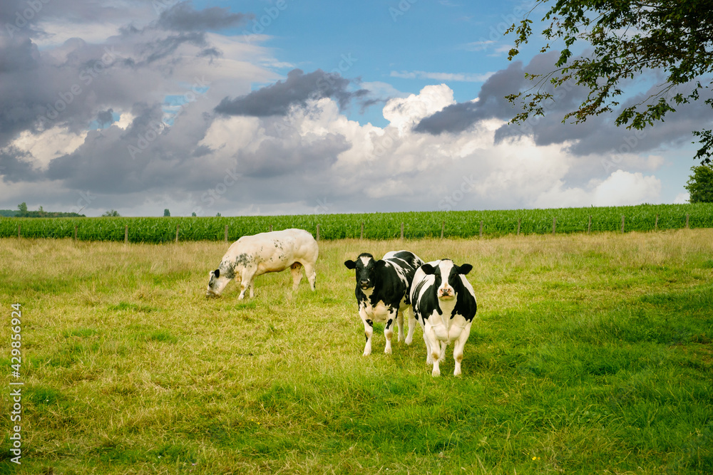 Two Holstein Friesian cows on a green grass land in Flanders looking at the camera under cloudy skies. Kortenaken, Flemish Brabant, Belgium, Europe Two Holstein Friesian cows on a green grass land in Flanders looking at the camera under cloudy skies. Kortenaken, Flemish Brabant, Belgium, Europe