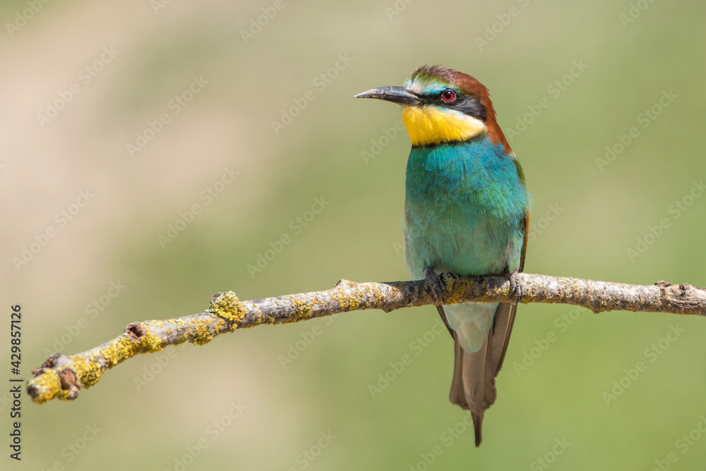 The European bee-eater (Merops apiaster) is a richly-coloured bird of approximately 28 cm in length and a slightly downturned thin beak. The European bee-eater (Merops apiaster) is a richly-coloured bird of approximately 28 cm in length and a slightly downturned thin beak.