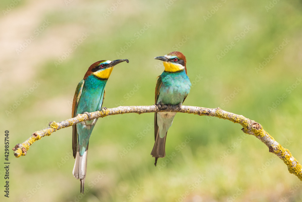 The European bee-eater (Merops apiaster) is a richly-coloured bird of approximately 28 cm in length and a slightly downturned thin beak. The European bee-eater (Merops apiaster) is a richly-coloured bird of approximately 28 cm in length and a slightly downturned thin beak.