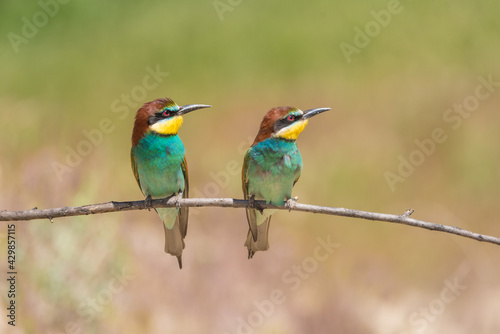 The European bee-eater (Merops apiaster) is a richly-coloured bird of approximately 28 cm in length and a slightly downturned thin beak. © Esther Cardoso