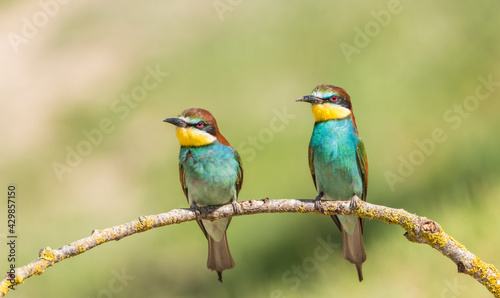 The European bee-eater (Merops apiaster) is a richly-coloured bird of approximately 28 cm in length and a slightly downturned thin beak. © Esther Cardoso