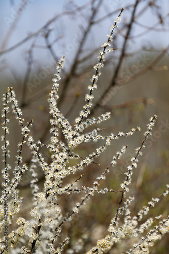Ein blühender Schlehdorn-Zweig in der Weinviertler Kulturlandschaft © fine pics