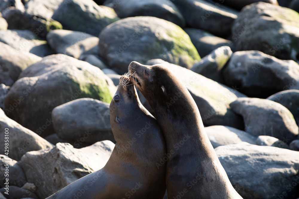 Fototapeta premium Sea Lions on the rocks in San Diego, California.
