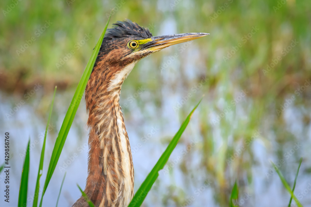 Green Heron.(Butorides virescens) in brush on a lake shore in Oklahoma City