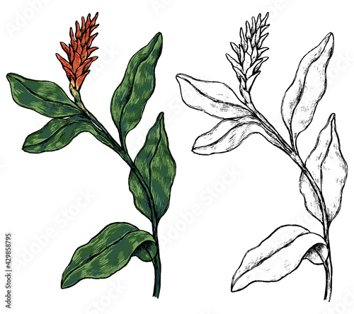 Ginger tropical flower. Hand drawn vector illustration. Botanical sketch of exotic plant. Colored and outline clipart isolated on white. Vintage element for design, postcard, print, decor, sticker.