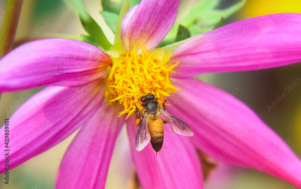 Honey Bee Collecting Honey From Flower. Honey Bee Collecting Honey From Flower.