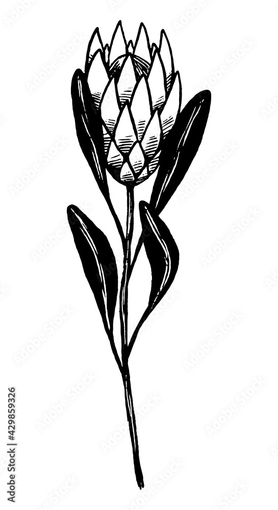 Protea tropical flower. Hand drawn vector illustration. Single ...