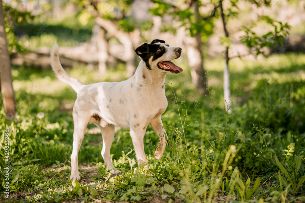 Full shot of funny white dog jack russell terrier standing on grass in garden and raising his leg Full shot of funny white dog jack russell terrier standing on grass in garden and raising his leg