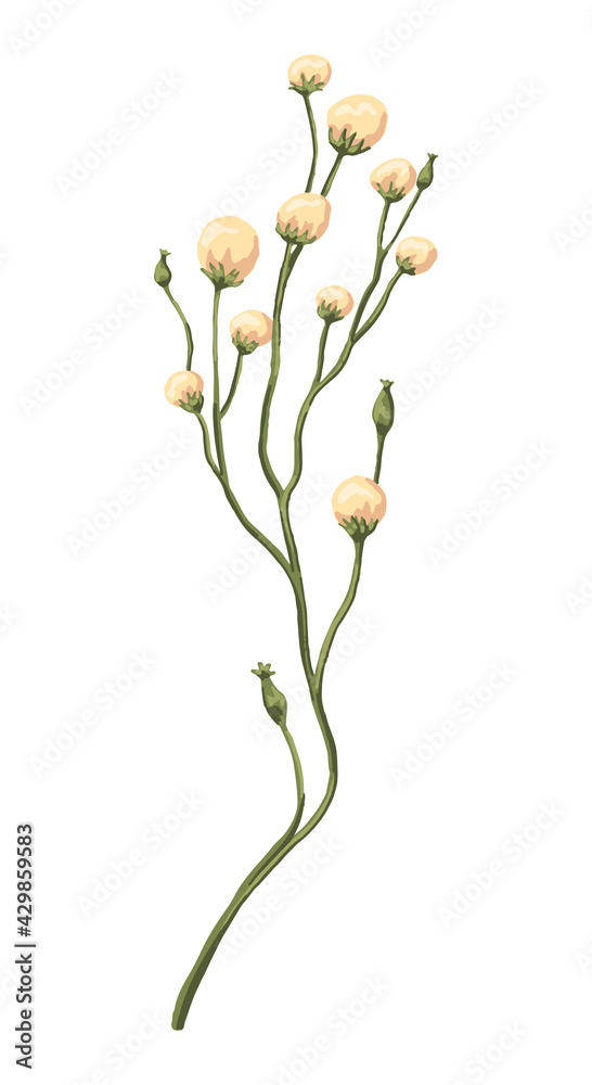 Yellow wild flower. Colored field plant drawing. Hand drawn vector illustration. Botanical clipart isolated on white. Single element for design, postcard, print, decoration, sticker, typography, wrap.