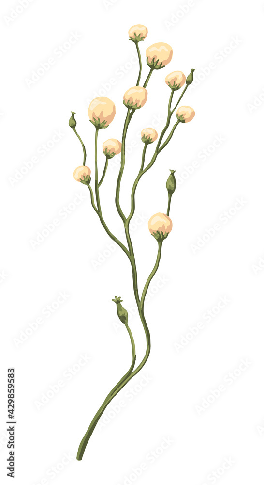 Yellow wild flower. Colored field plant drawing. Hand drawn vector illustration. Botanical clipart isolated on white. Single element for design, postcard, print, decoration, sticker, typography, wrap. Yellow wild flower. Colored field plant drawing. Hand drawn vector illustration. Botanical clipart isolated on white. Single element for design, postcard, print, decoration, sticker, typography, wrap.