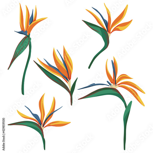 Strelitzia reginae, bird of paradise tropical flower set. Vector illustration. Collection of exotic plants. Botanical cliparts isolated on white. Elements for design, card, print, decor, sticker, wrap