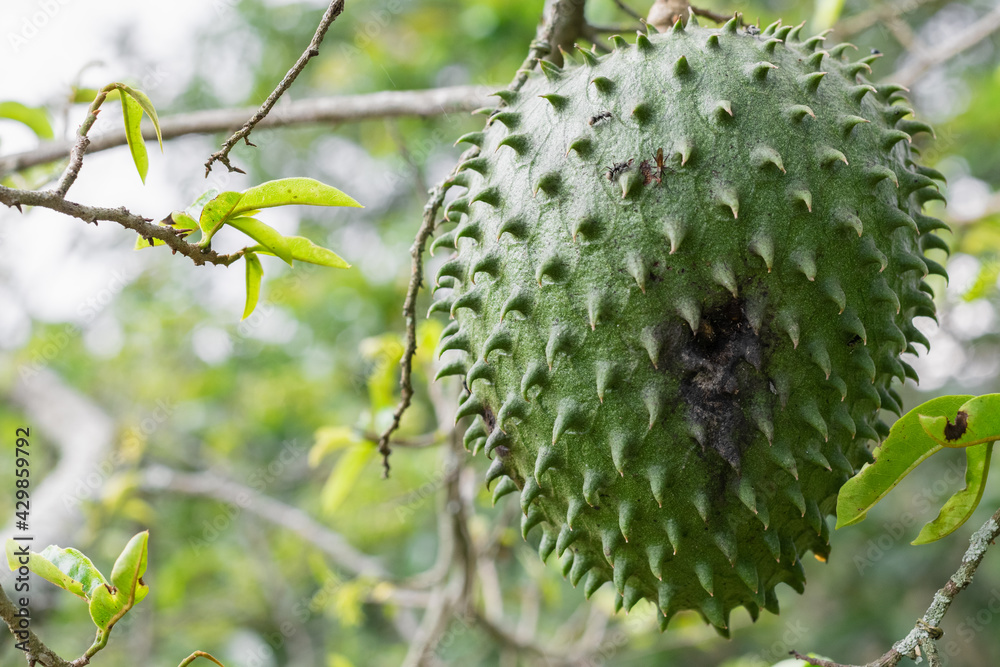 Annona muricata, soursop (guanábana) hanging from the tree with mite infestation. black spots on the skin of the fruit Annona muricata, soursop (guanábana) hanging from the tree with mite infestation. black spots on the skin of the fruit