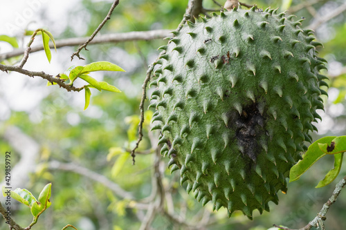 Annona muricata, soursop (guanábana) hanging from the tree with mite infestation. black spots on the skin of the fruit photo