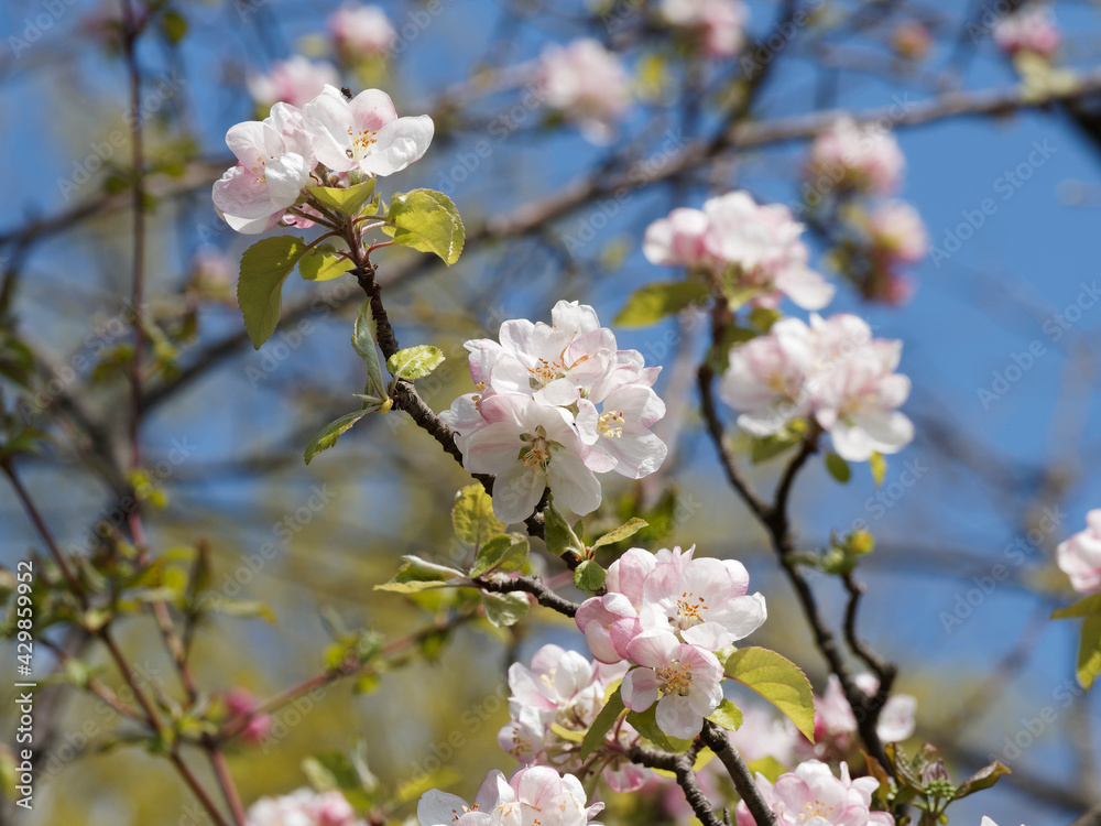 Fototapeta premium Malus sylvestris - Pommier sauvage à floraison blanc pur à rose pâle en corymbes et boutons floraux rose dans un feuillage vert et luisant sous un ciel bleu