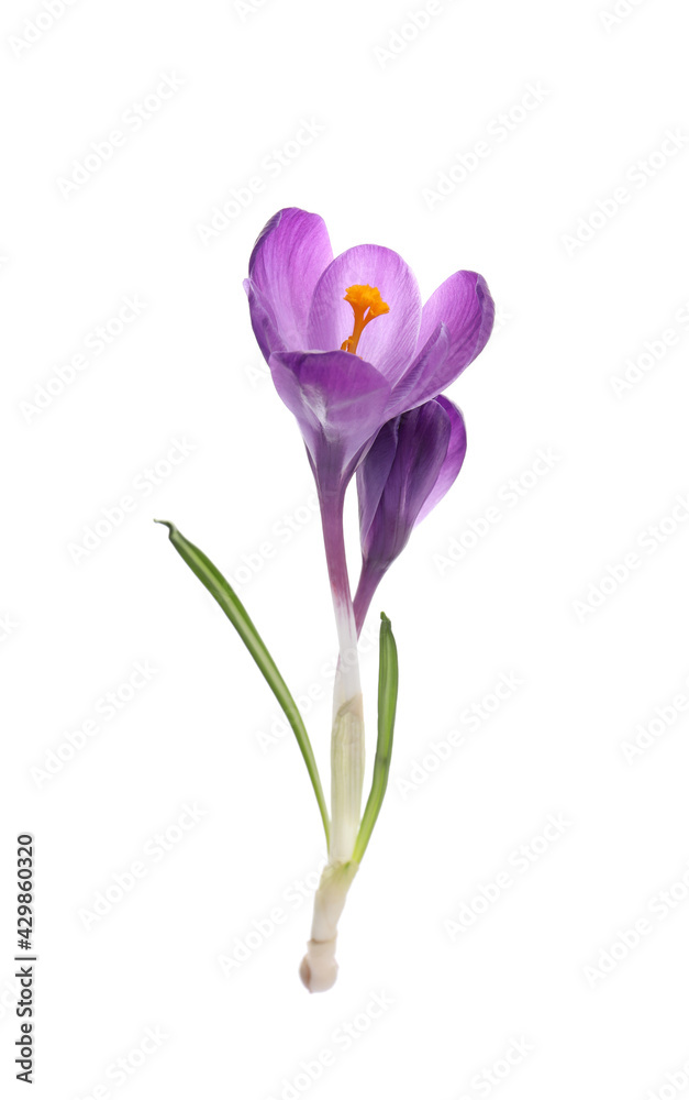 Beautiful purple crocus flowers on white background Beautiful purple crocus flowers on white background