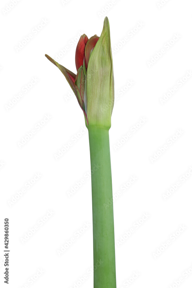 Beautiful fresh amaryllis flower on white background Beautiful fresh amaryllis flower on white background
