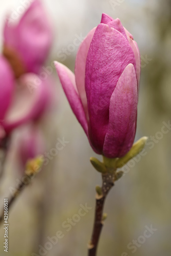 Beautiful bud of magnolia tree on blurred background, closeup