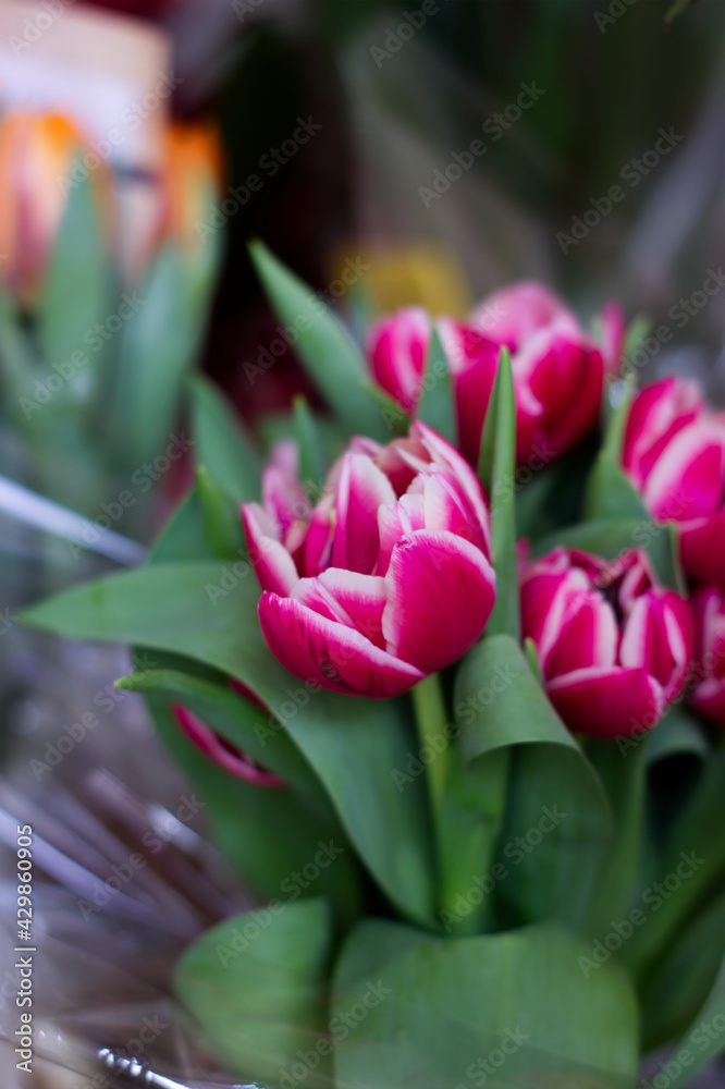 Naklejka premium Fuchsia tulips