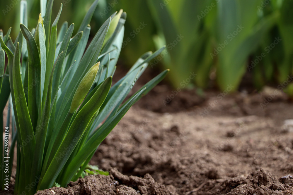 Daffodil plants growing in garden, space for text. Spring flowers Daffodil plants growing in garden, space for text. Spring flowers