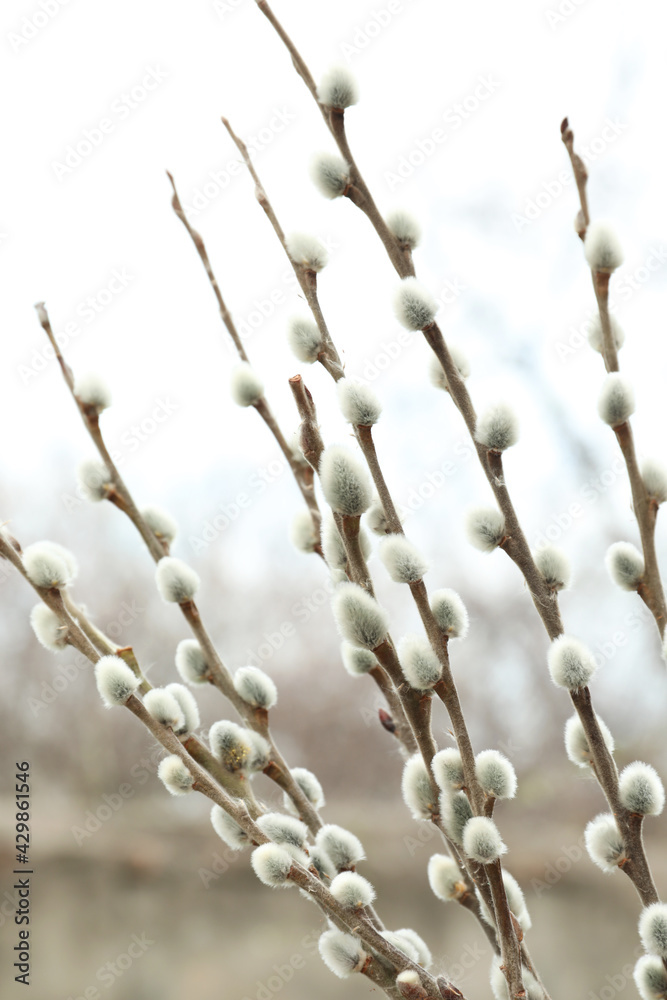 Beautiful fluffy catkins on willow tree outdoors, closeup Beautiful fluffy catkins on willow tree outdoors, closeup