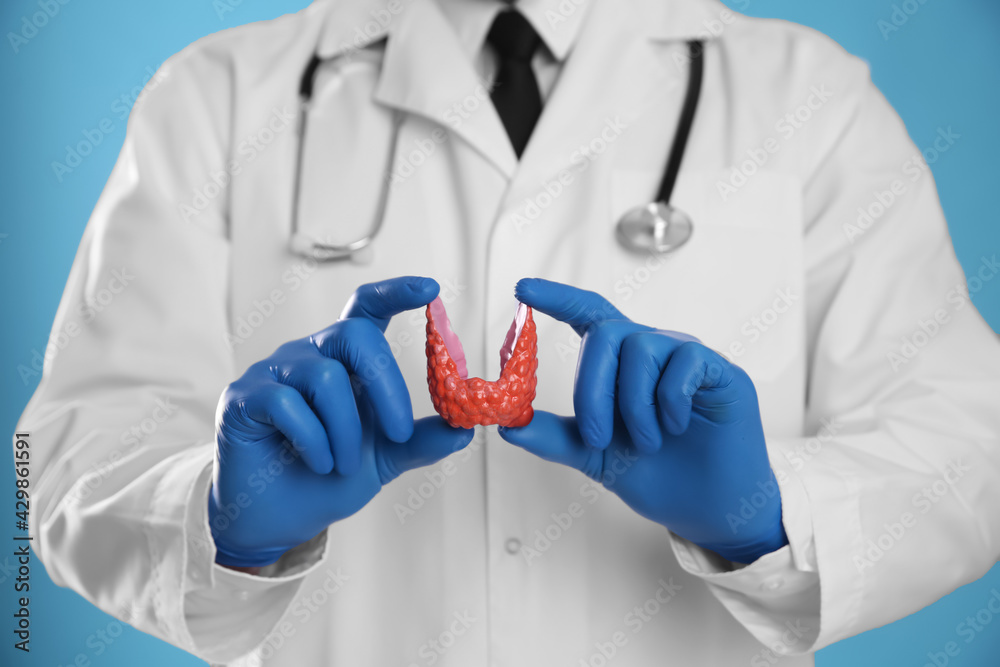 Doctor holding plastic model of thyroid on light blue background, closeup Doctor holding plastic model of thyroid on light blue background, closeup