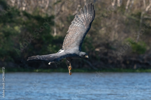 GAVIÃO-PRETO - Urubitinga urubitinga - Buteogallus urubitinga no pantanal, pegando peixe Brasil photo