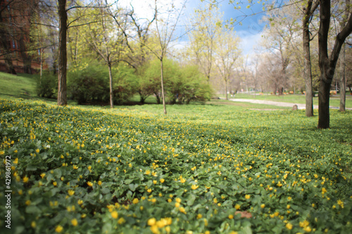 Lawn of yellow spring flowers