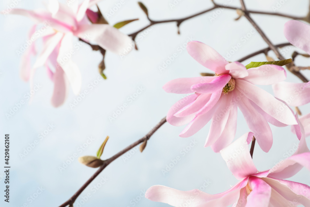 Magnolia tree branches with beautiful flowers on light blue background, closeup Magnolia tree branches with beautiful flowers on light blue background, closeup